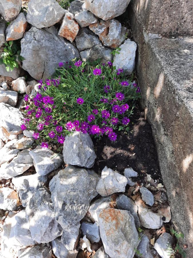 Apartmani Darko Kornic Luaran gambar